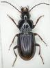 Pterostichus oenotrius